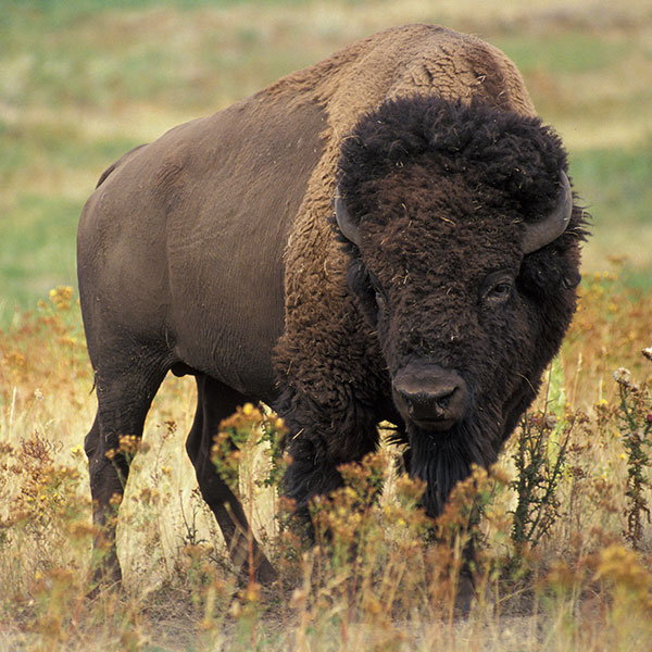 Bison/Buffalo