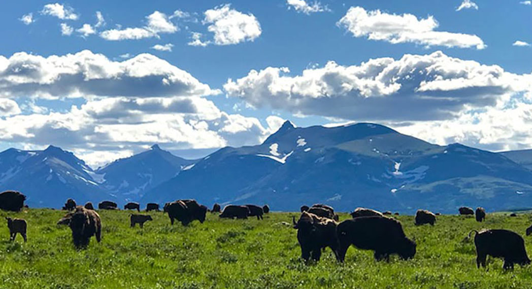 blackfeetnation-buffalo-mountains.jpg Image