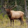 Image for Elk