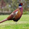 Image for pheasant