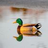 Image for waterfowl