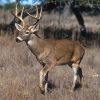 Image for White tailed